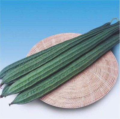HY. RIDGE GOURD APOORVA